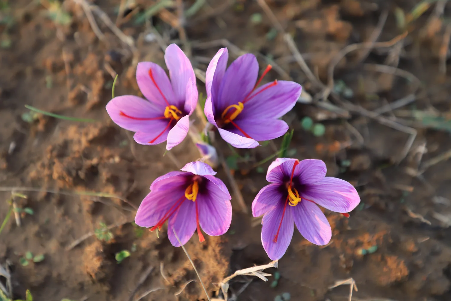 Buy Kashmiri Mongra Saffron - 3 Gram Saffron-Premium Quality - Image 11